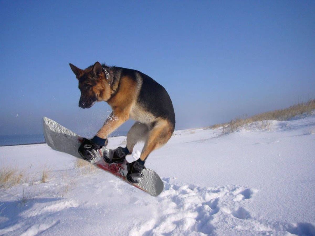 Собака сноубордист